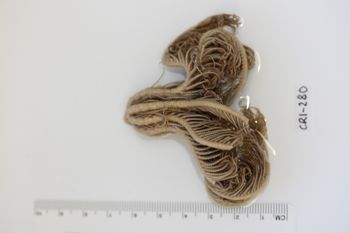 Media type: image;   Invertebrate Zoology CRI-280 Description: Preserved specimen.;